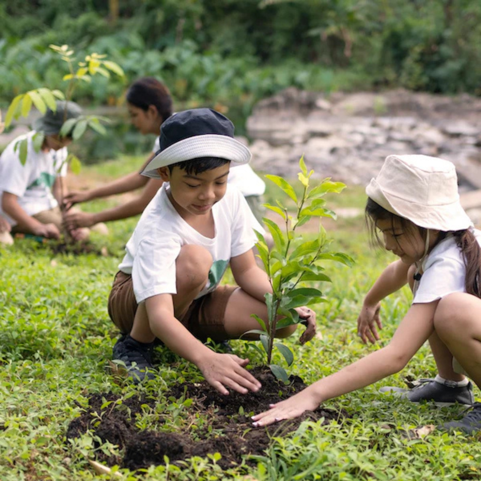 Mission - Tree Plantation and Sustainability